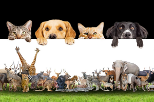 Prawa zwierząt, czyli jak, jako społeczeństwo, traktujemy braci mniejszych?